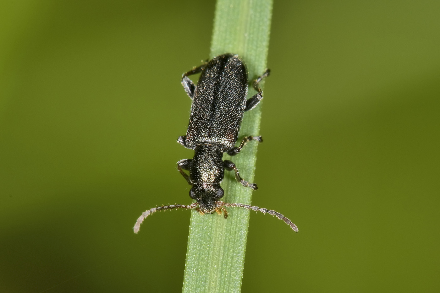 Chrysomelidae: Orsodacne sp.? S, O. humeralis